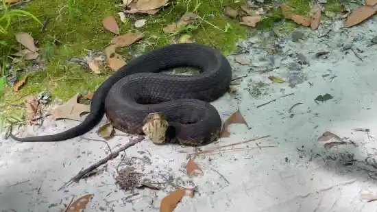 How Do You Deal with Snake Bites with Waders On