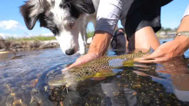 List of the 11 Best Places to Fly Fish in Idaho