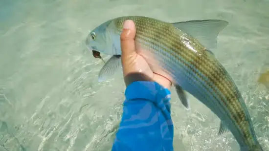 What is the best time to fly fish in Florida
