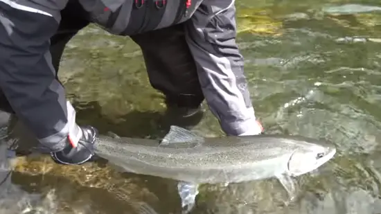 Why is steelhead fishing so challenging