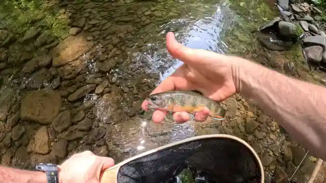 What is the best time to fly fish in Pennsylvania