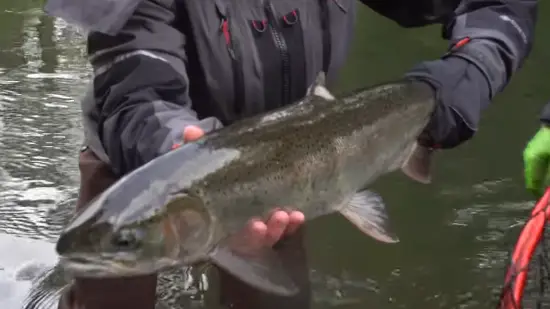 6 Differences Between Male and Female Steelhead for Fly Fishing