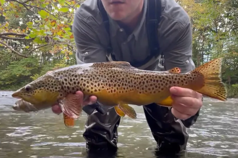 Fly Fishing in Virginia