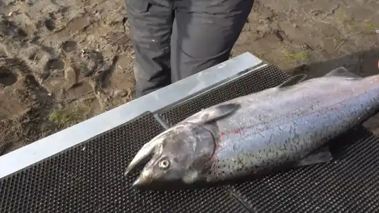 How Do You Determine if Your Salmon Fish Caught During Fly Fishing Has Worms