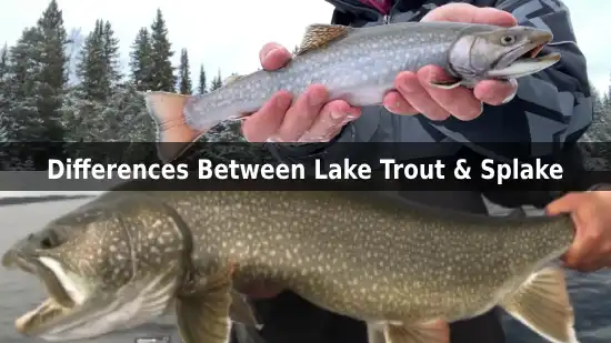 Distinctive Differences Between Lake Trout & Splake for Fly Fishing
