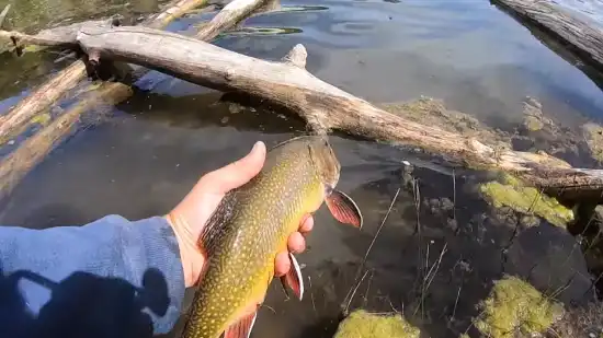 Fly Fishing for Trout