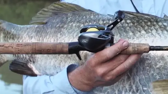 What is the typical lifespan of Shimano Curado fishing reels