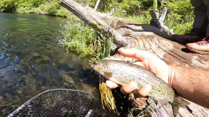 Are cutthroat trout aggressive