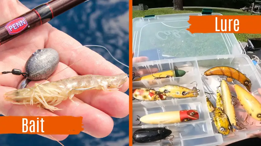 Bait vs Lure for Fishing