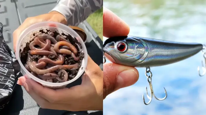 Key Differences Between Bait and Lure Fishing
