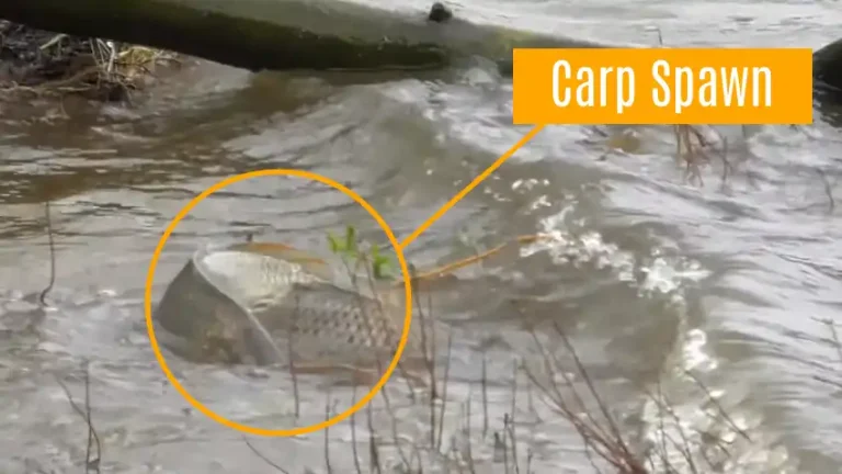 What Water Temp Do Carp Spawn: 4 Tips for Fishing