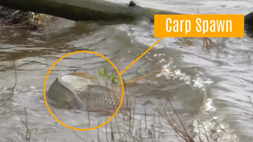 What Water Temp Do Carp Spawn