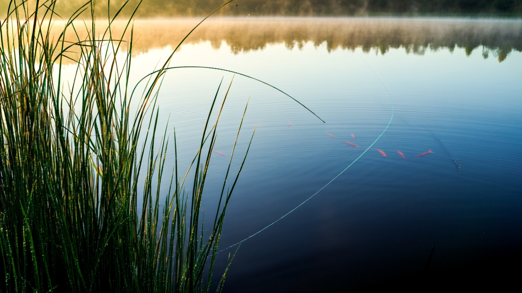 Environmental Conditions Favoring Early Morning Fish Activity