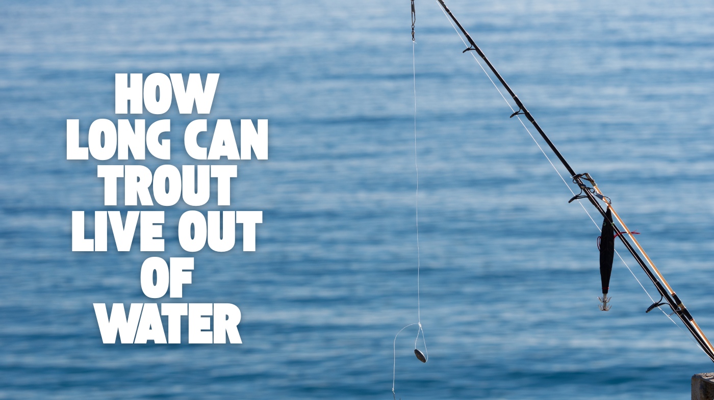 how long can trout live out of water