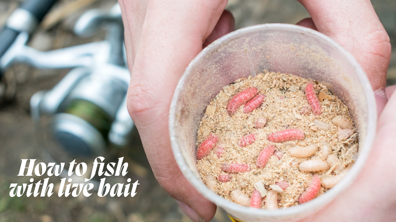 how to fish with live bait