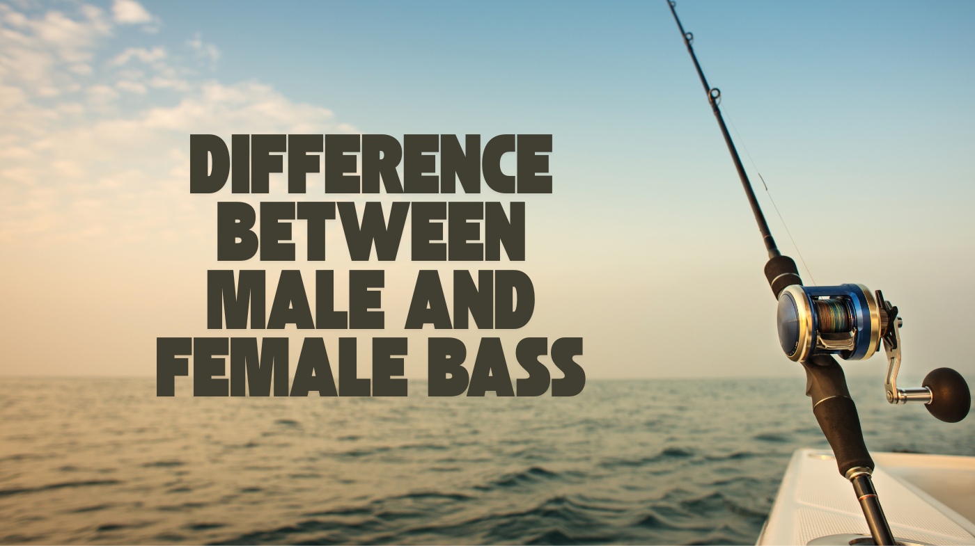 difference between male and female bass