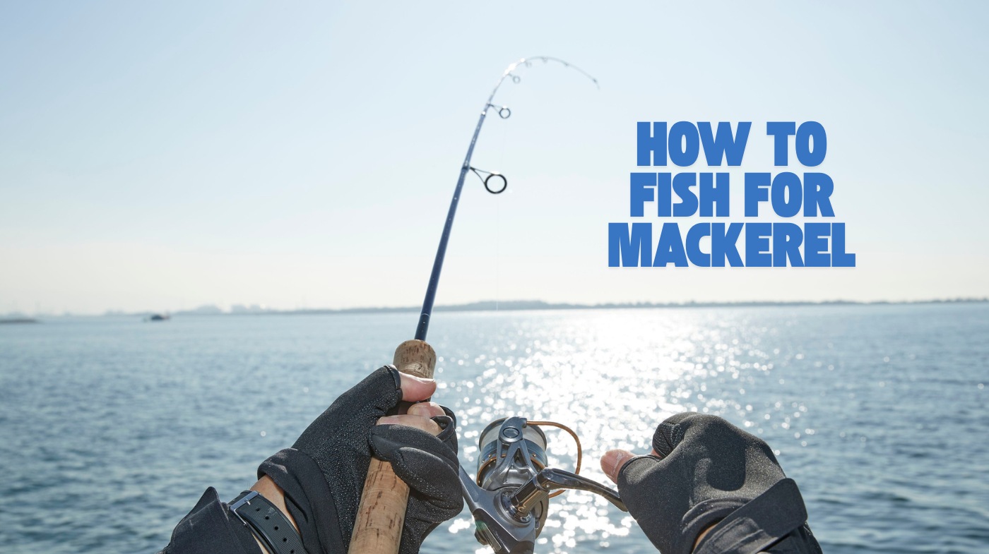 how to fish for mackerel