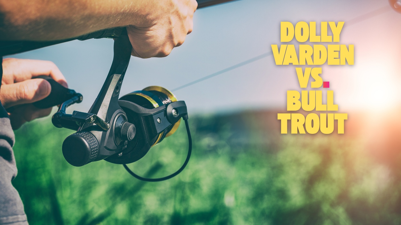 dolly varden vs bull trout