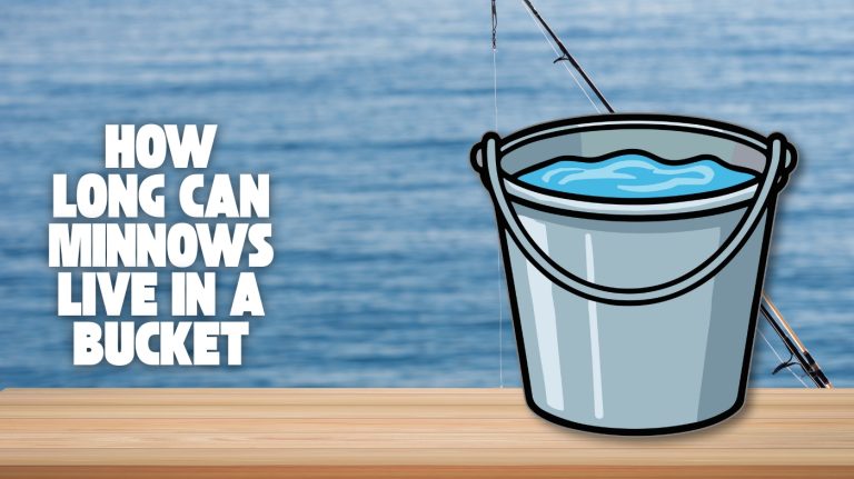 how long can minnows live in a bucket