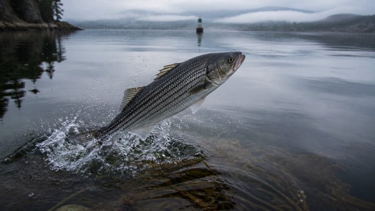 coastal deep water winter migration
